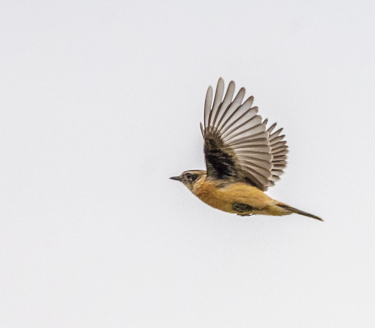 Amur Stonechat - ML647067092