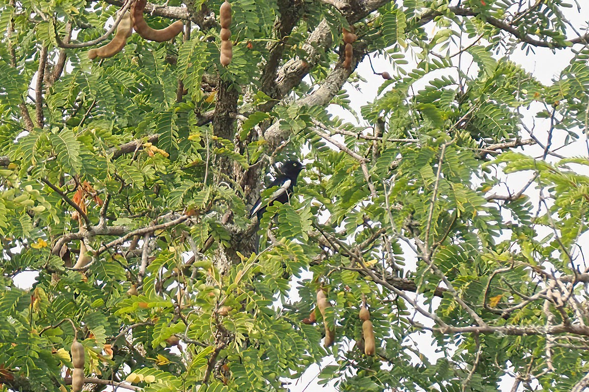 White-shouldered Black-Tit - ML647067093