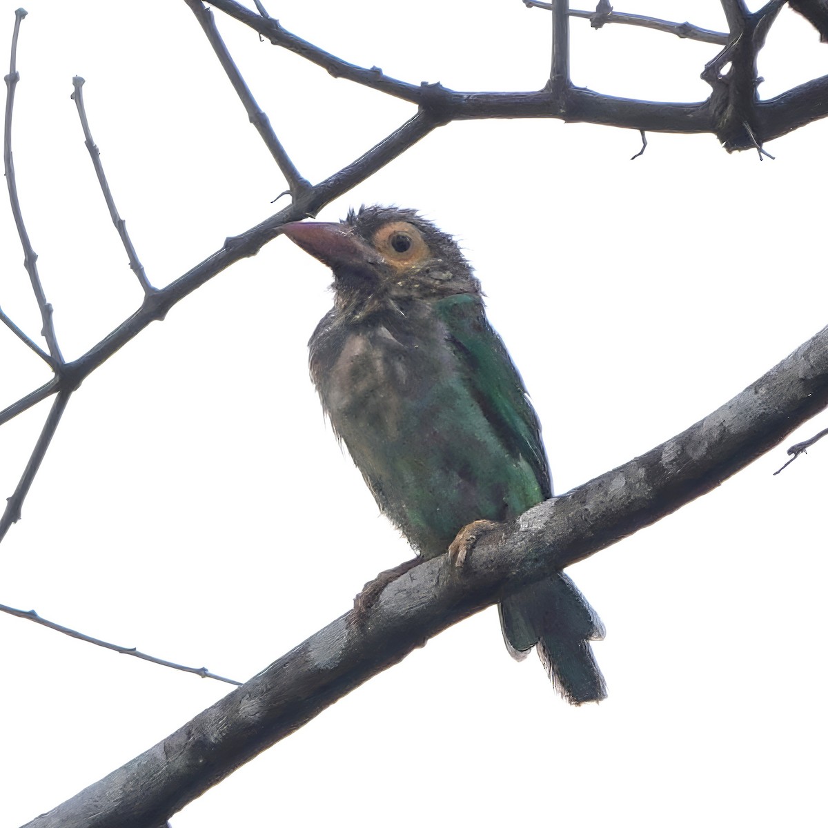 Brown-headed Barbet - ML647067095