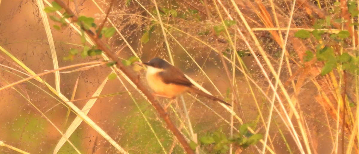 Ashy Prinia - ML647067096