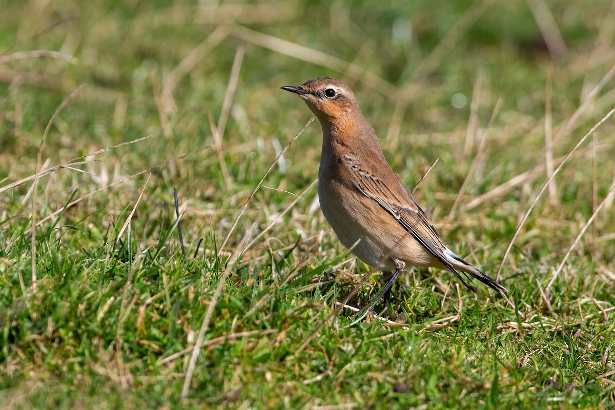 Northern Wheatear (Greenland) - ML647067097