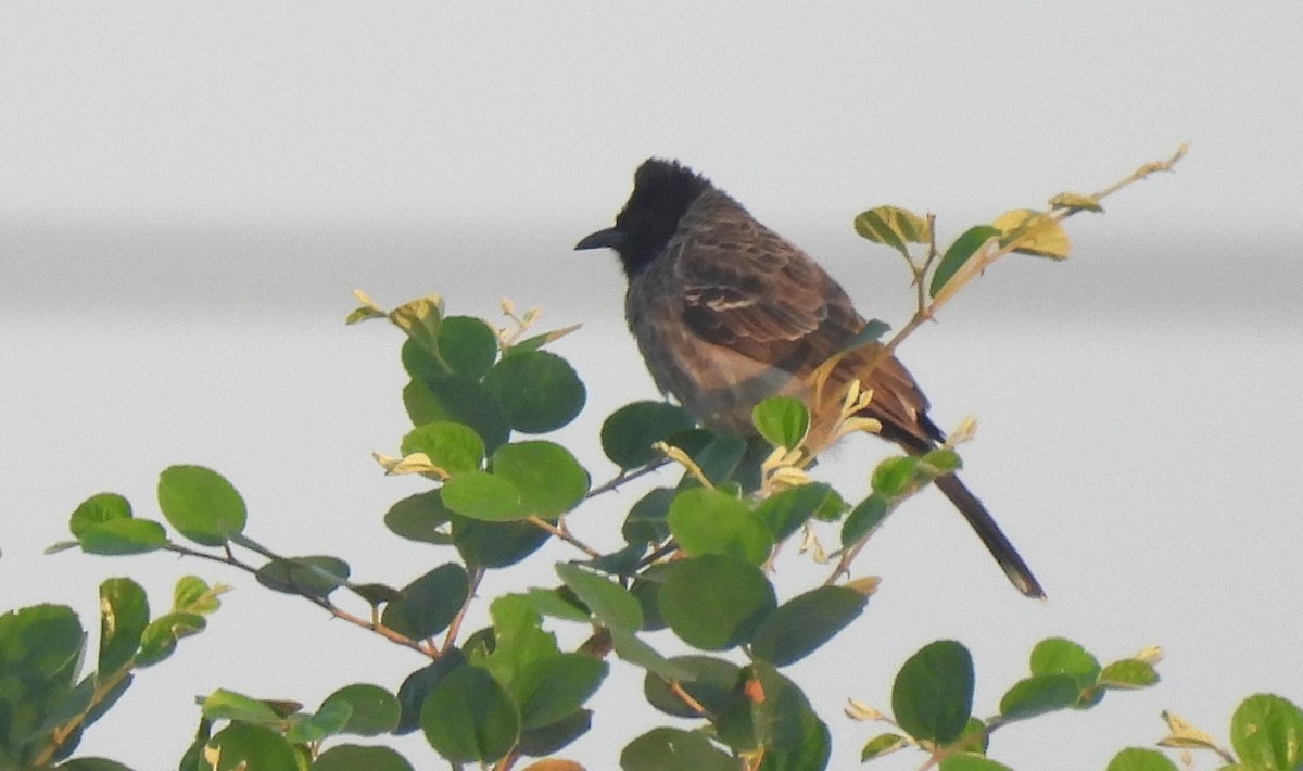 Red-vented Bulbul - ML647067099