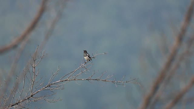 Oriental Magpie-Robin - ML647067102