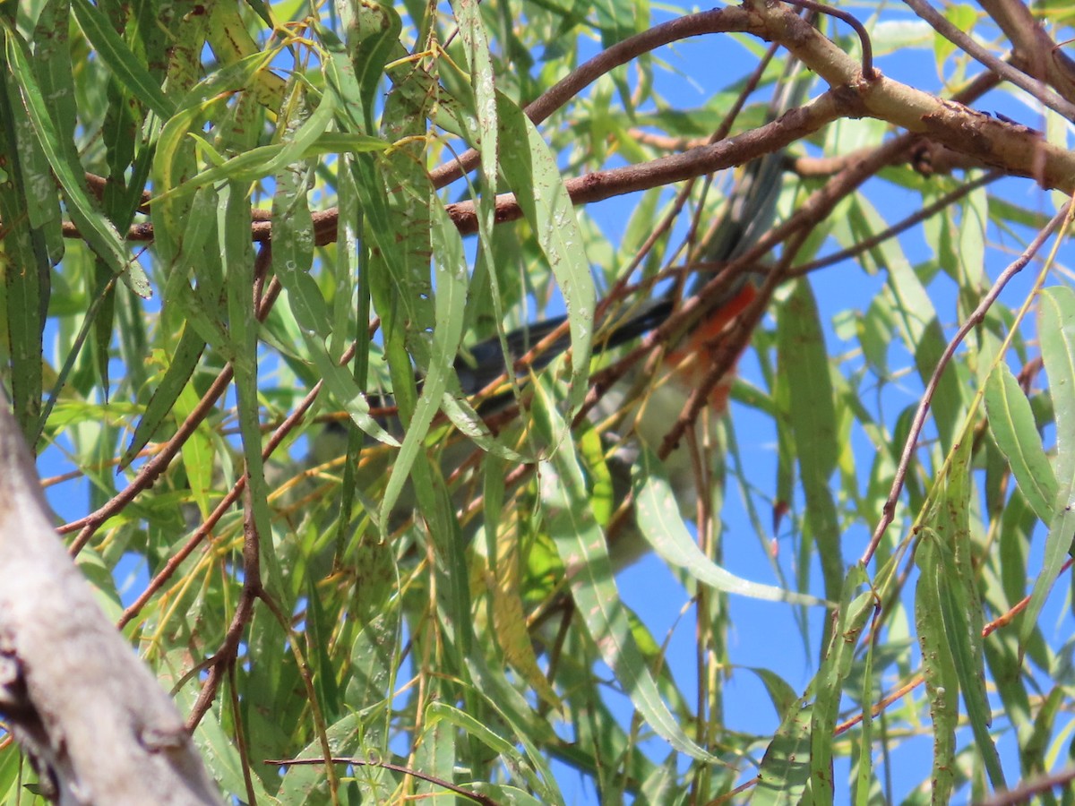 Pale-headed Rosella - ML647067104