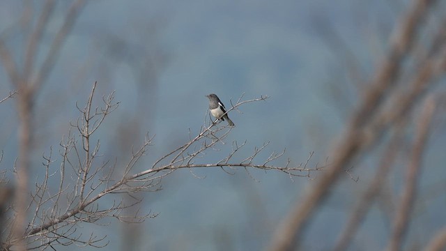 Oriental Magpie-Robin - ML647067105