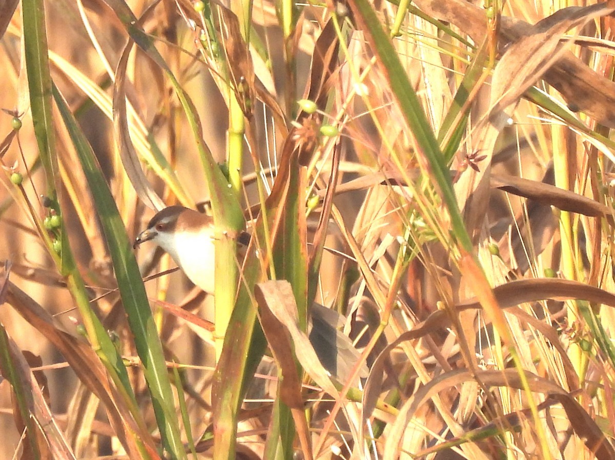 Yellow-eyed Babbler - ML647067106