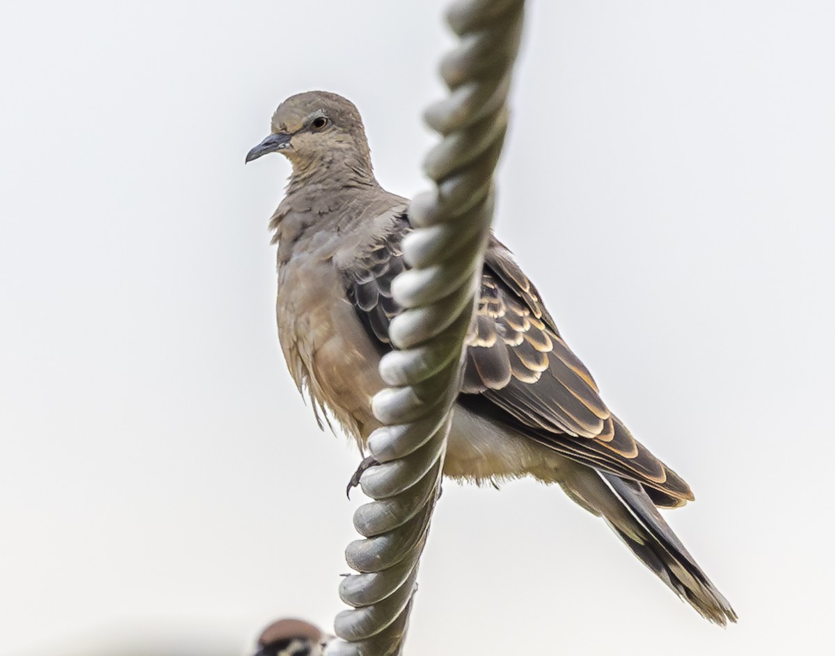 Oriental Turtle-Dove - ML647067107