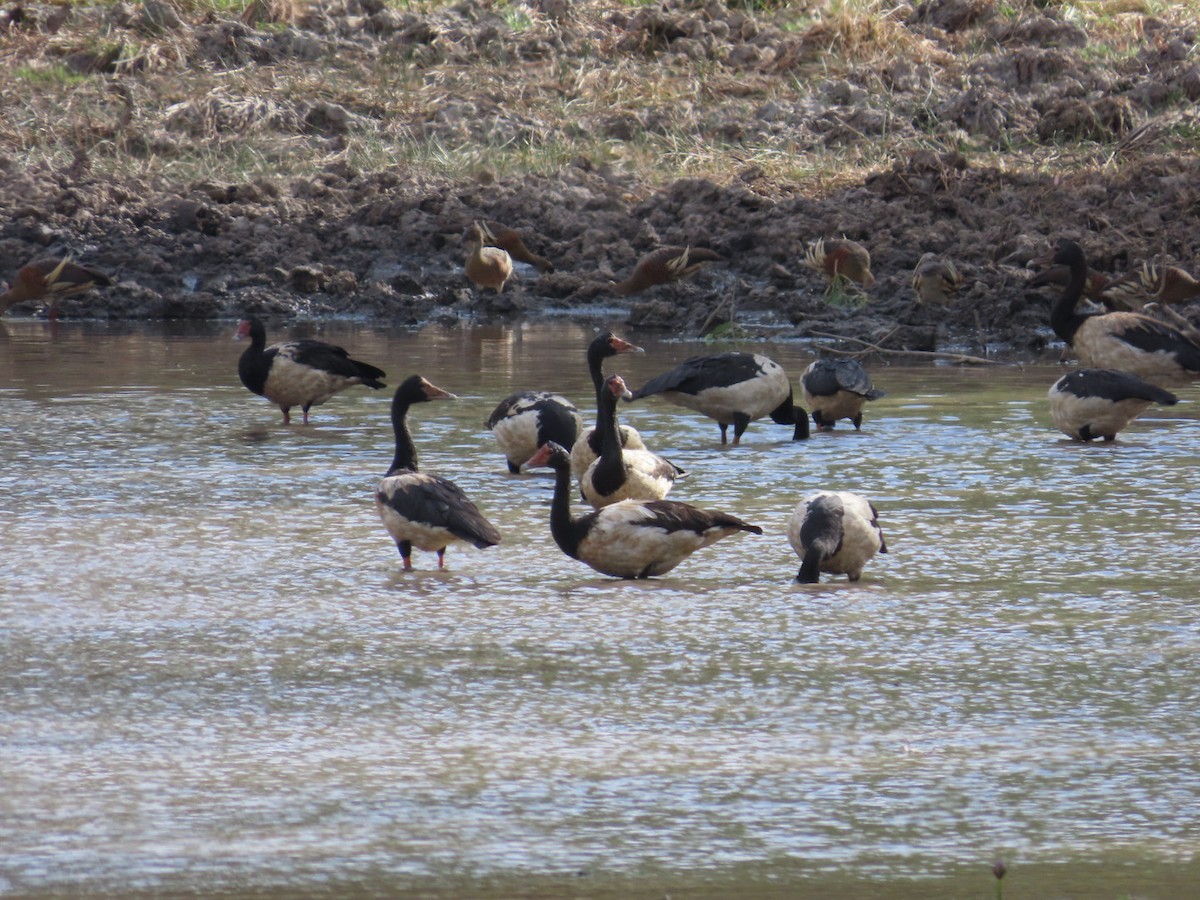 Magpie Goose - ML647067108
