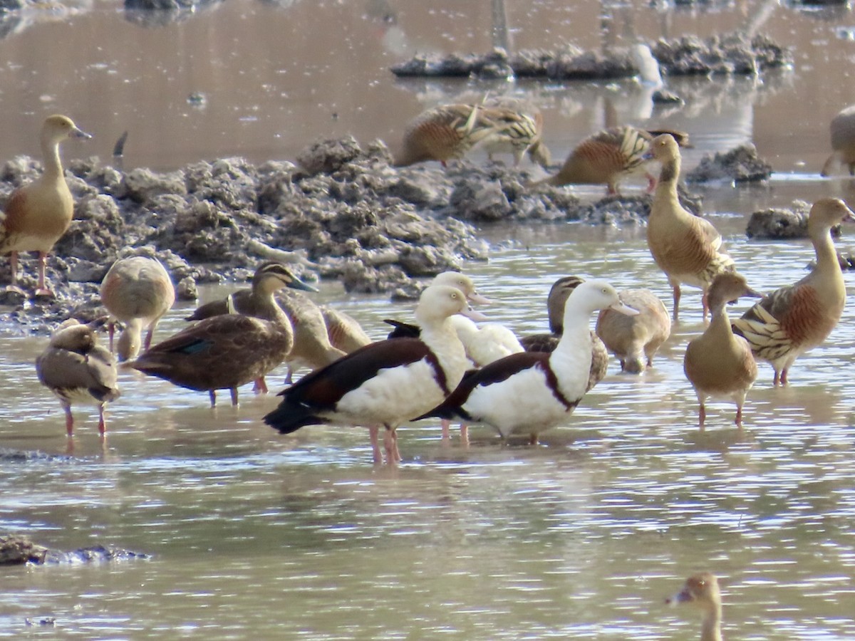 Radjah Shelduck - ML647067109