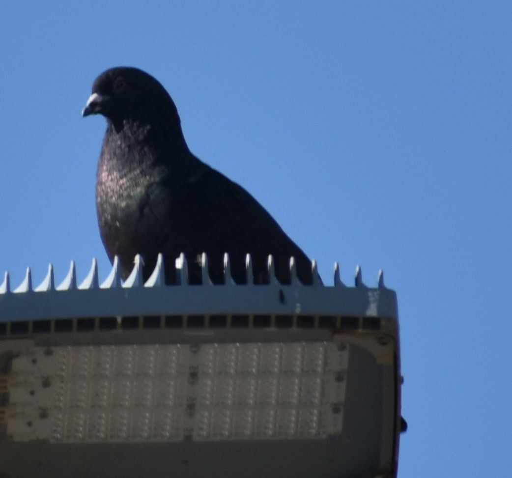 Rock Pigeon (Feral Pigeon) - ML647067110