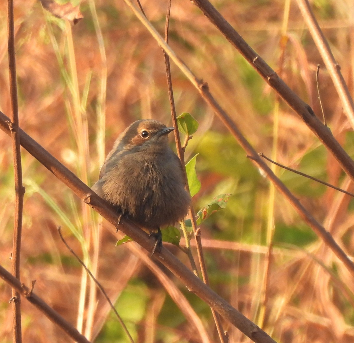 Indian Robin - ML647067111
