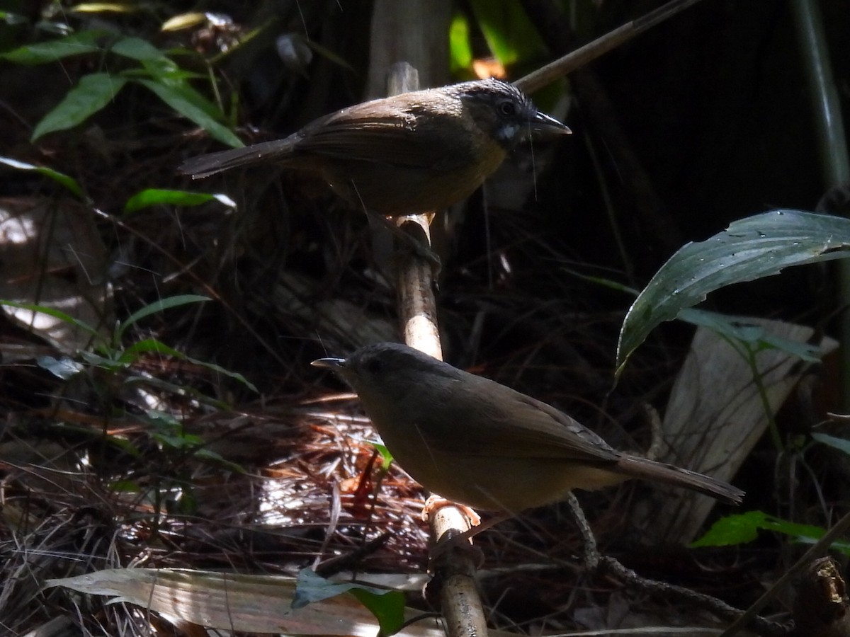 Brown-cheeked Fulvetta - ML647067112