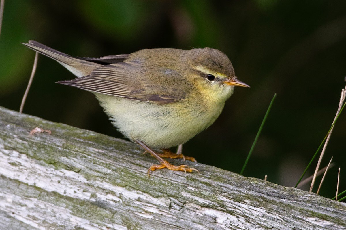 Willow Warbler - ML647067113