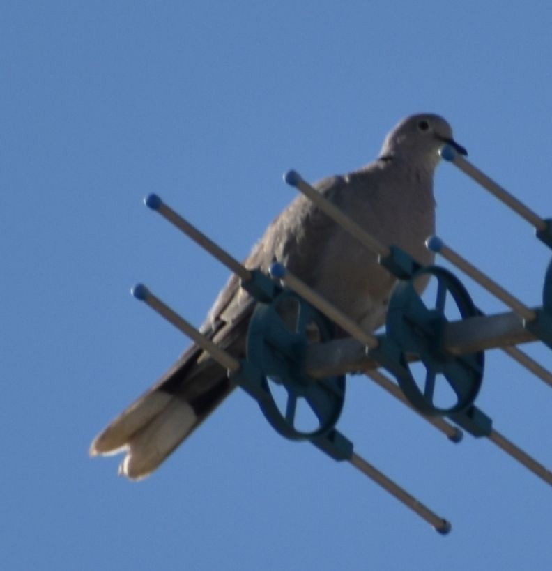 Eurasian Collared-Dove - ML647067114