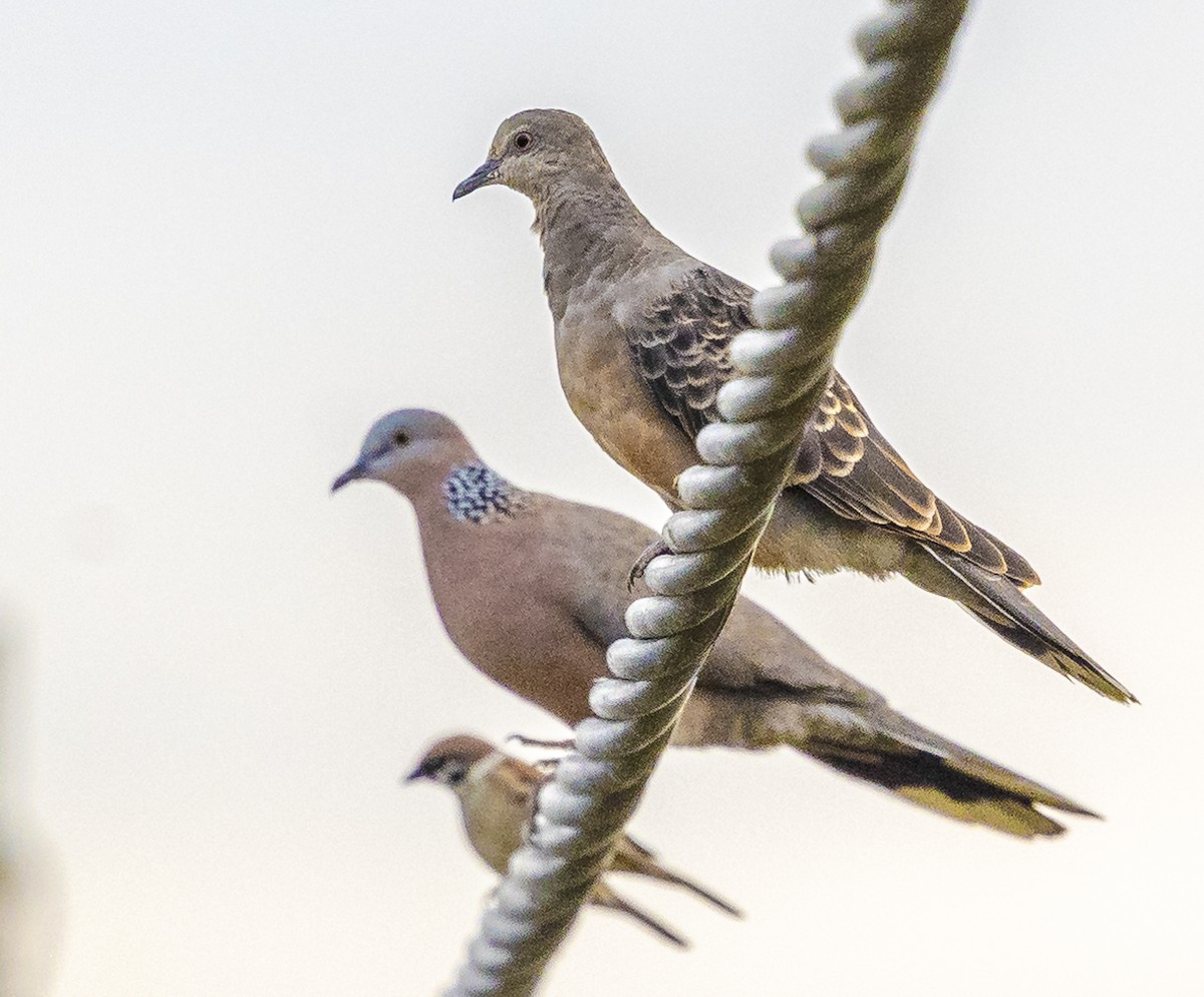 Oriental Turtle-Dove - ML647067115