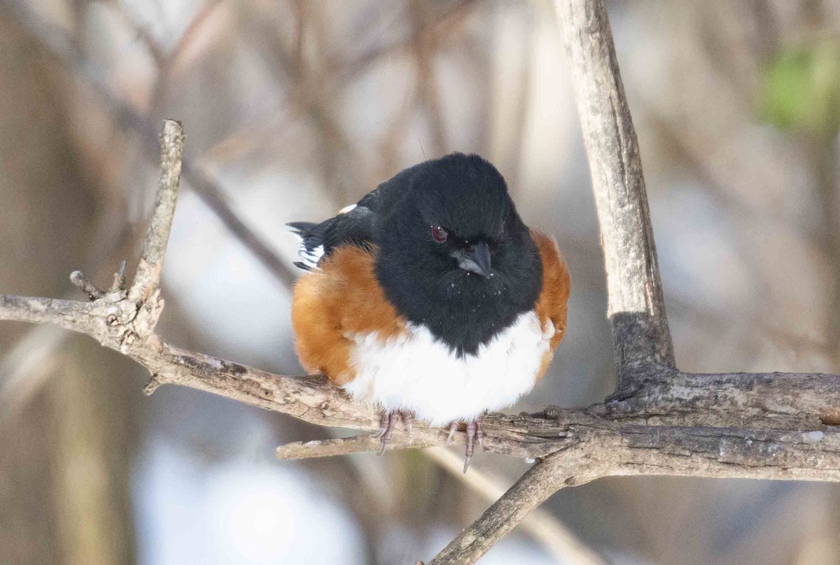Eastern Towhee - ML647067116