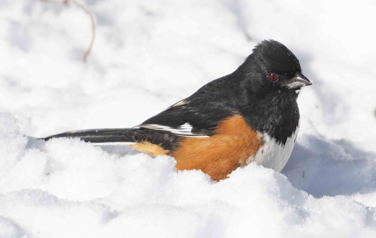 Eastern Towhee - ML647067117