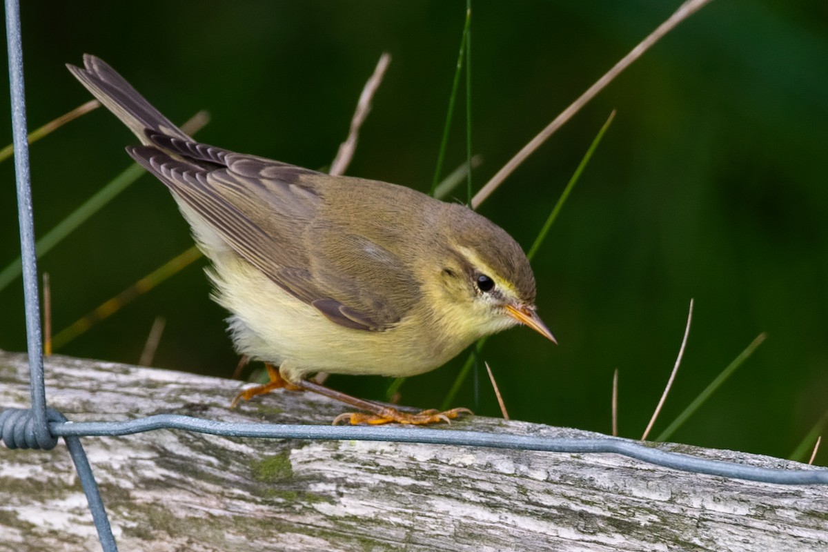 Willow Warbler - ML647067118