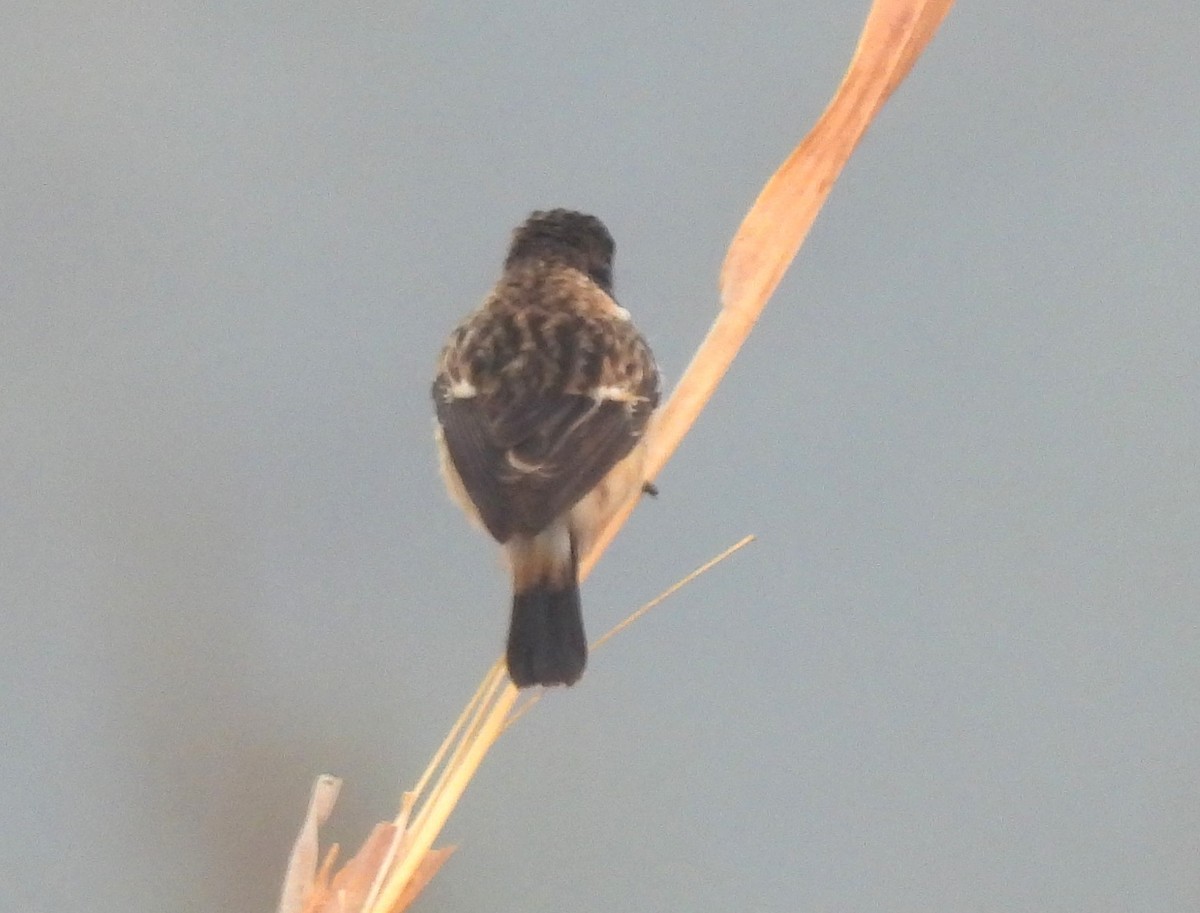 Siberian Stonechat - ML647067120