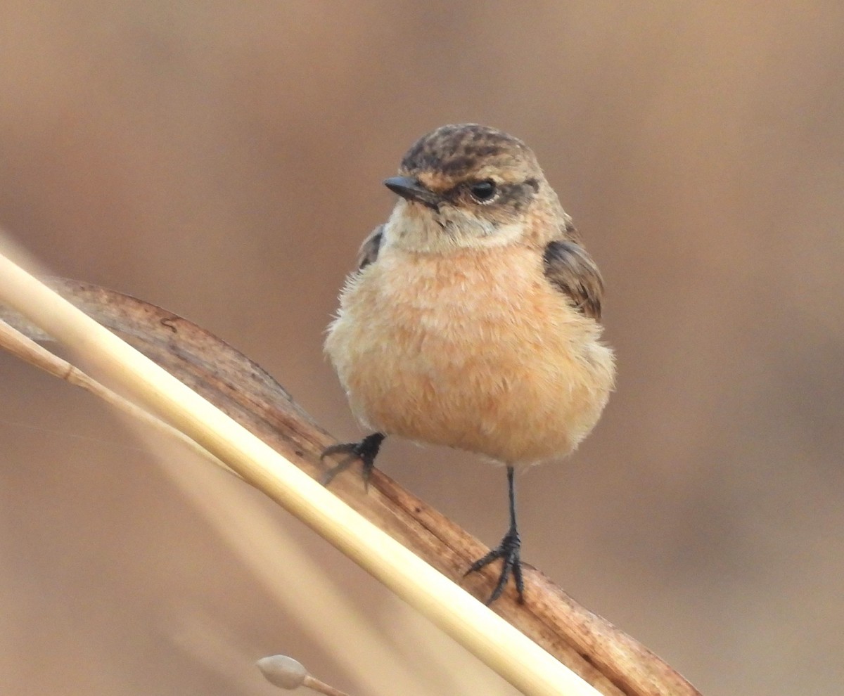 Siberian Stonechat - ML647067121