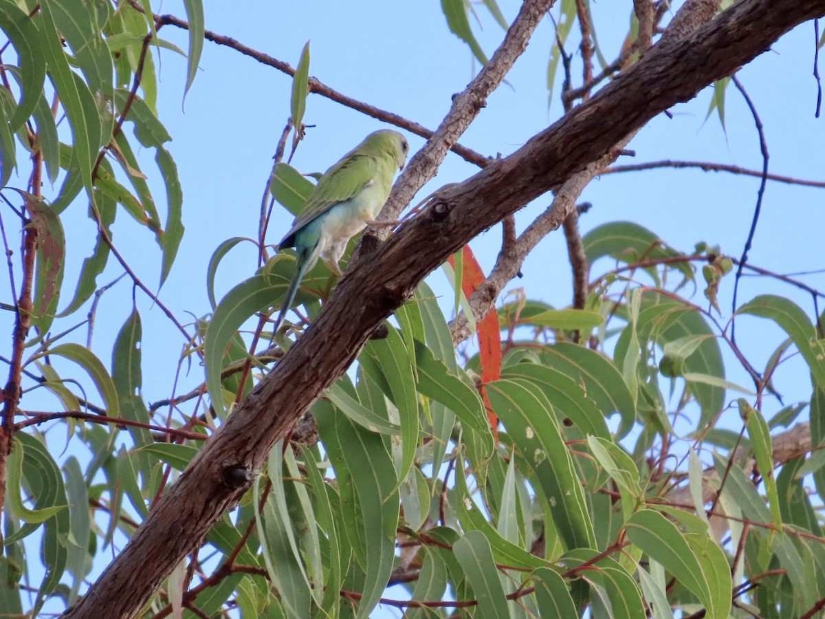 Golden-shouldered Parrot - ML647067122
