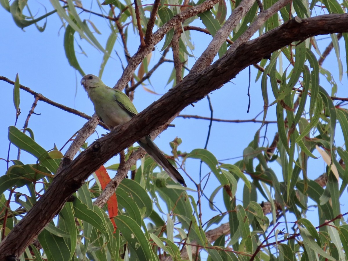 Golden-shouldered Parrot - ML647067123