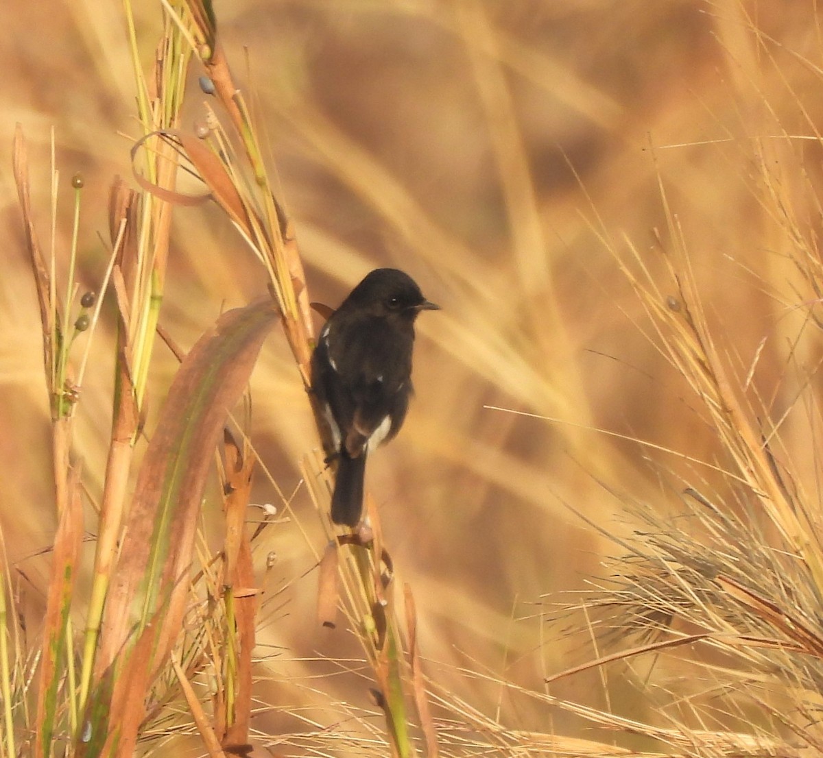 Pied Bushchat - ML647067128