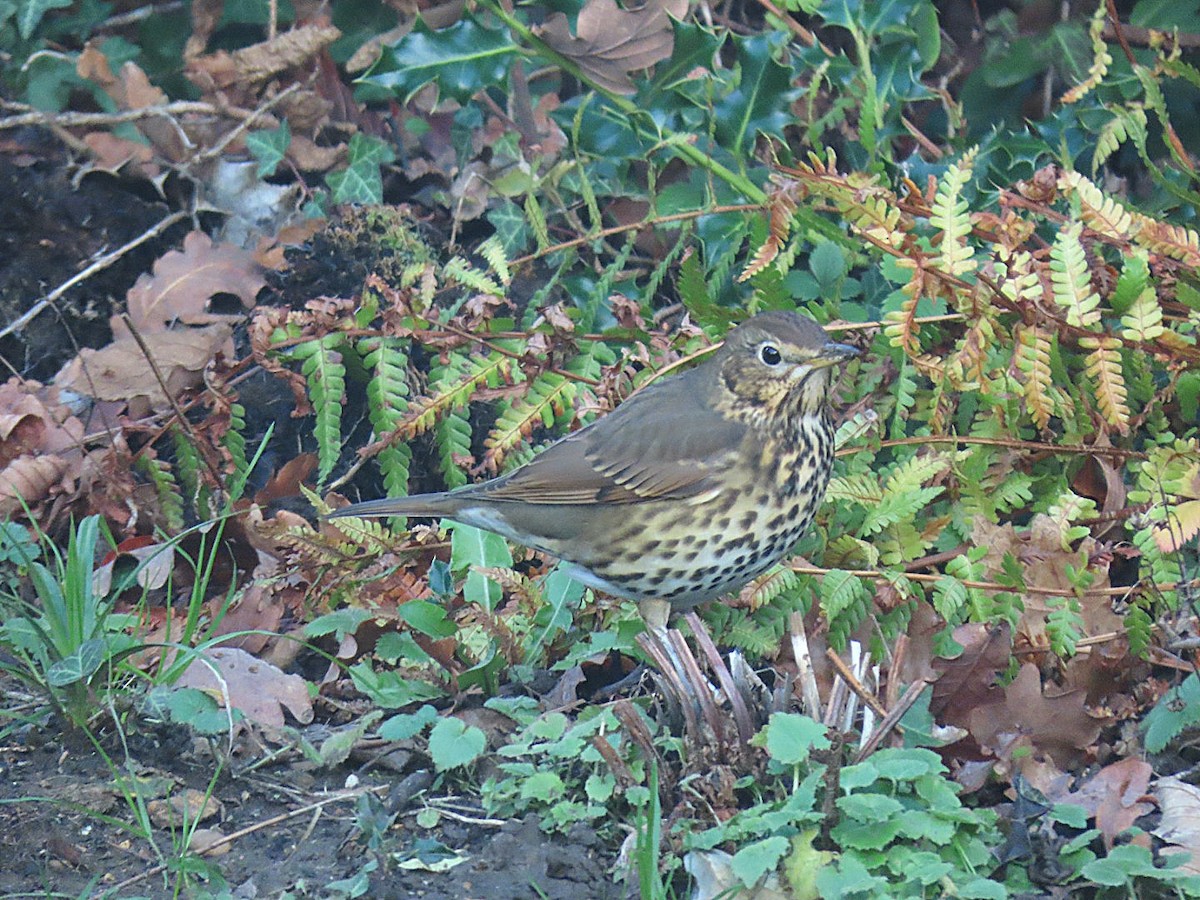 Song Thrush - ML647067129