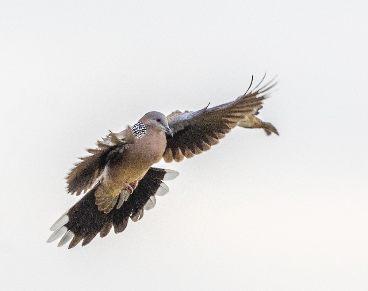 Spotted Dove - ML647067130