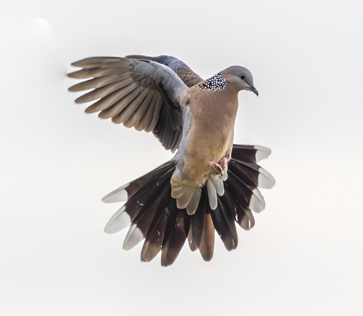 Spotted Dove - ML647067133