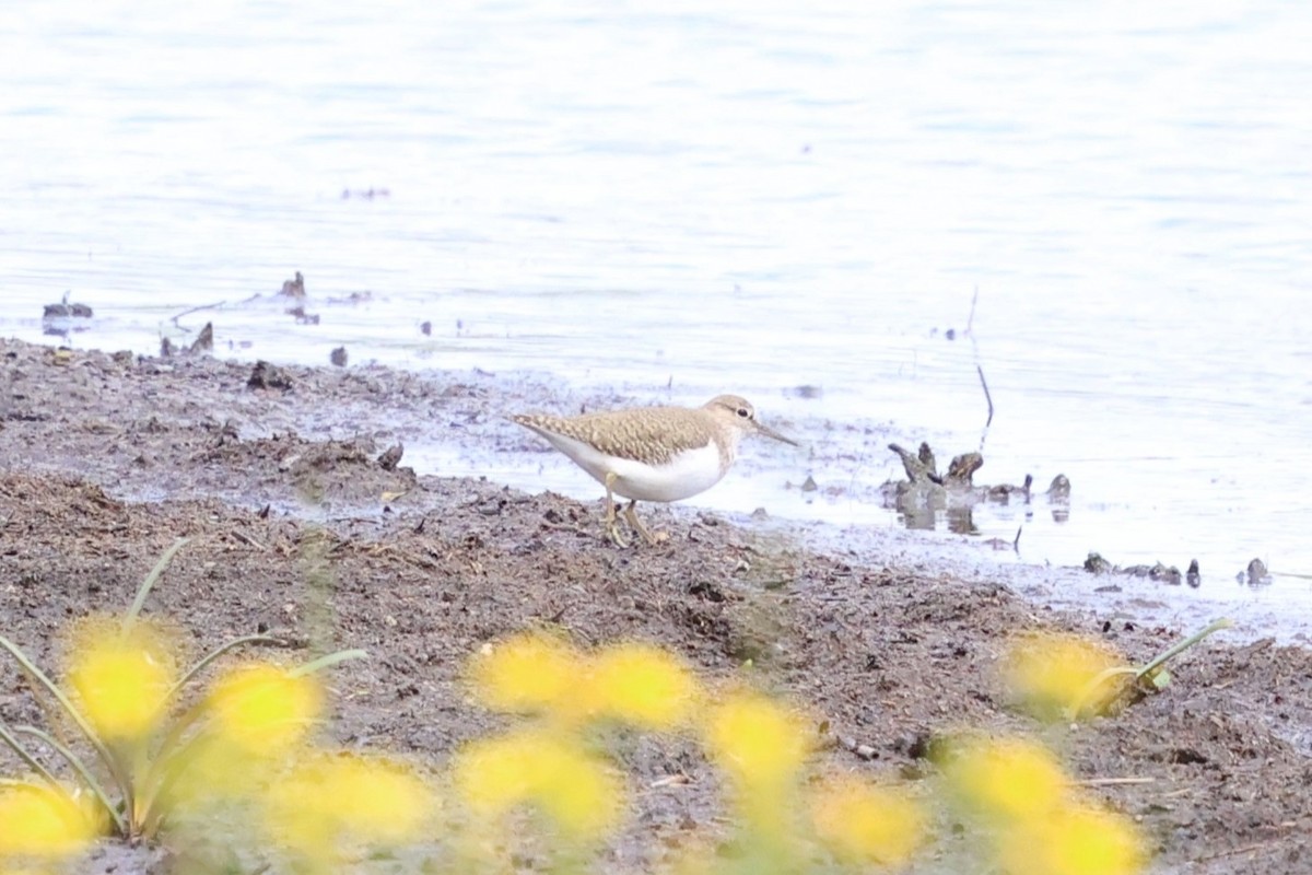 ביצנית לבנת-בטן - ML647067134
