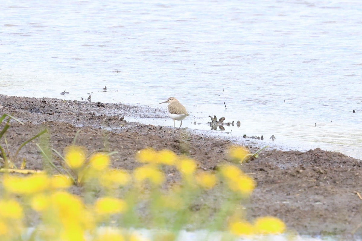 ביצנית לבנת-בטן - ML647067135
