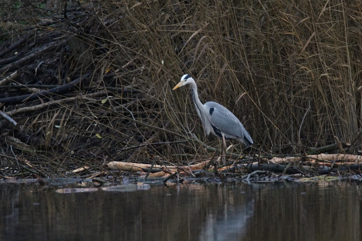 Gray Heron - ML647067138