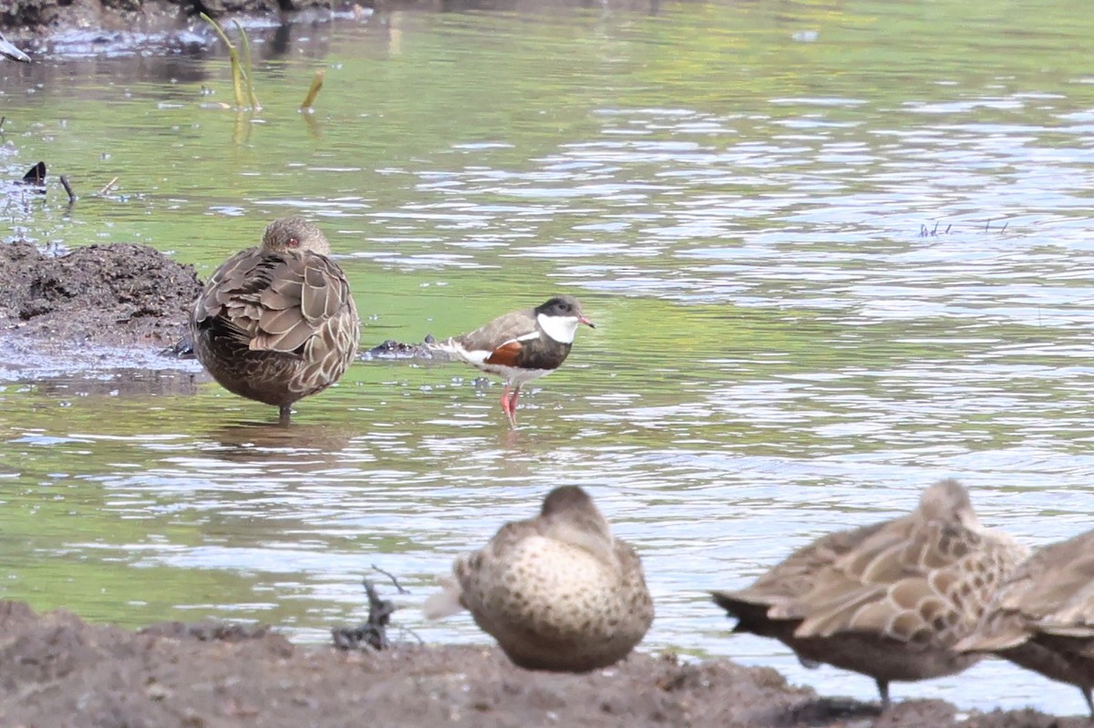 Red-kneed Dotterel - ML647067140