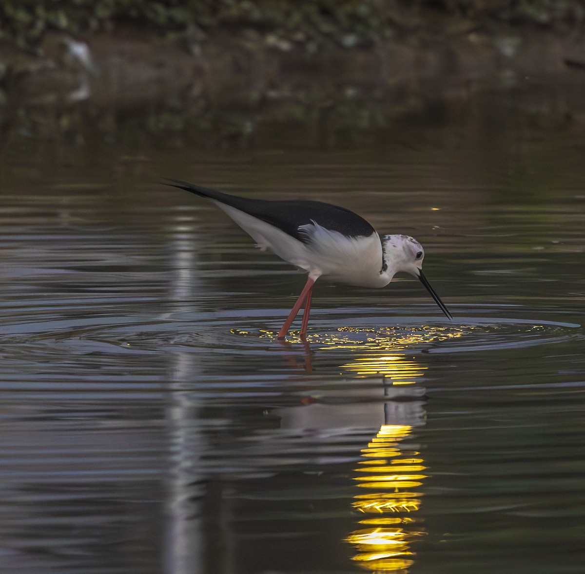 Black-winged Stilt - ML647067143