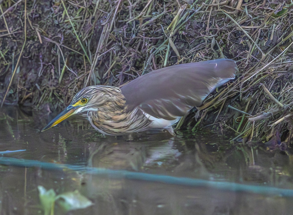 Chinese Pond-Heron - ML647067152