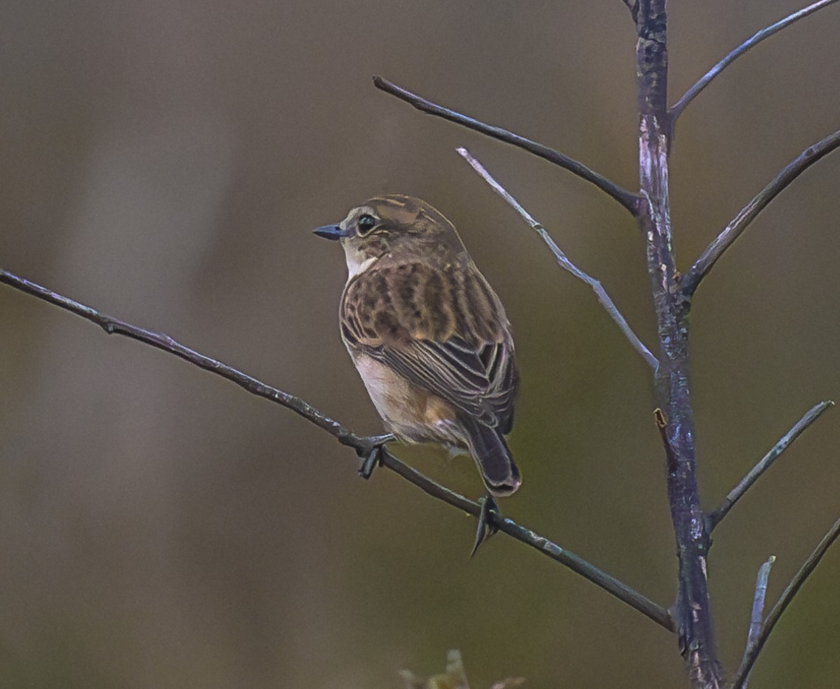 Amur Stonechat - ML647067161