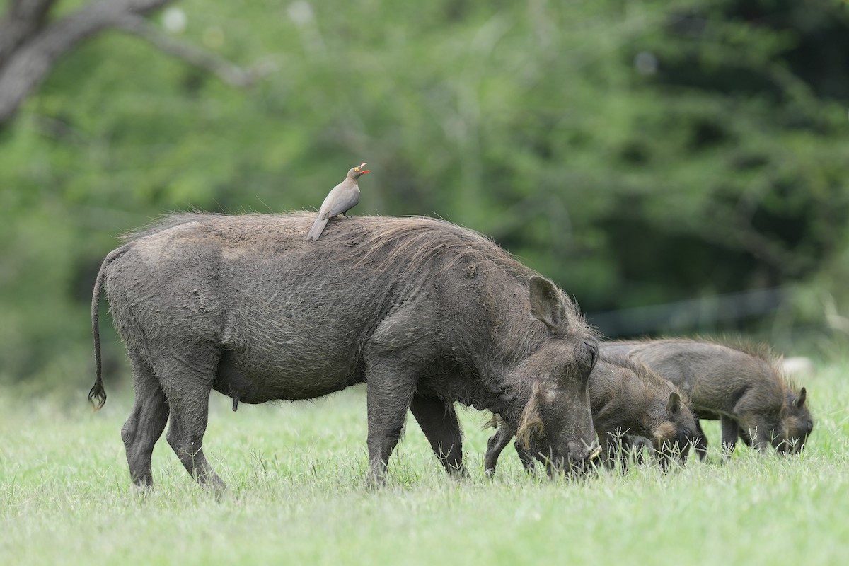 rødnebboksehakker - ML647067171