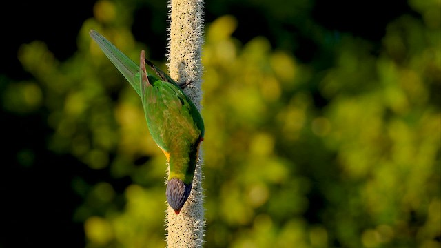 Rainbow Lorikeet - ML647067172