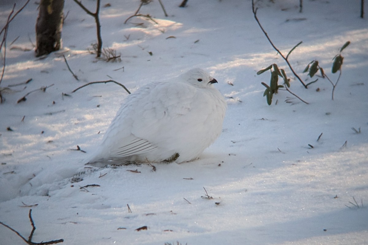 Moorschneehuhn - ML647067173