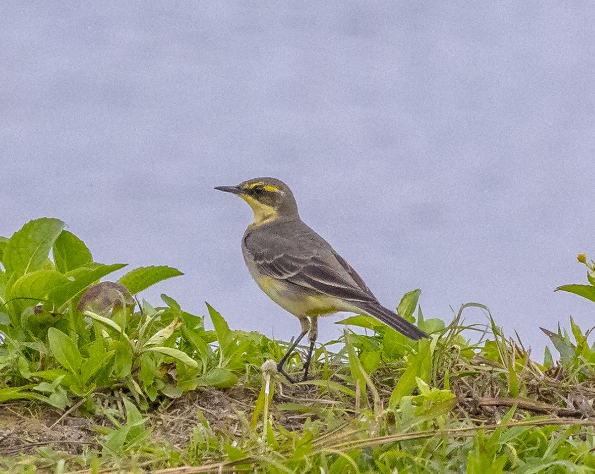 Eastern Yellow Wagtail - ML647067174