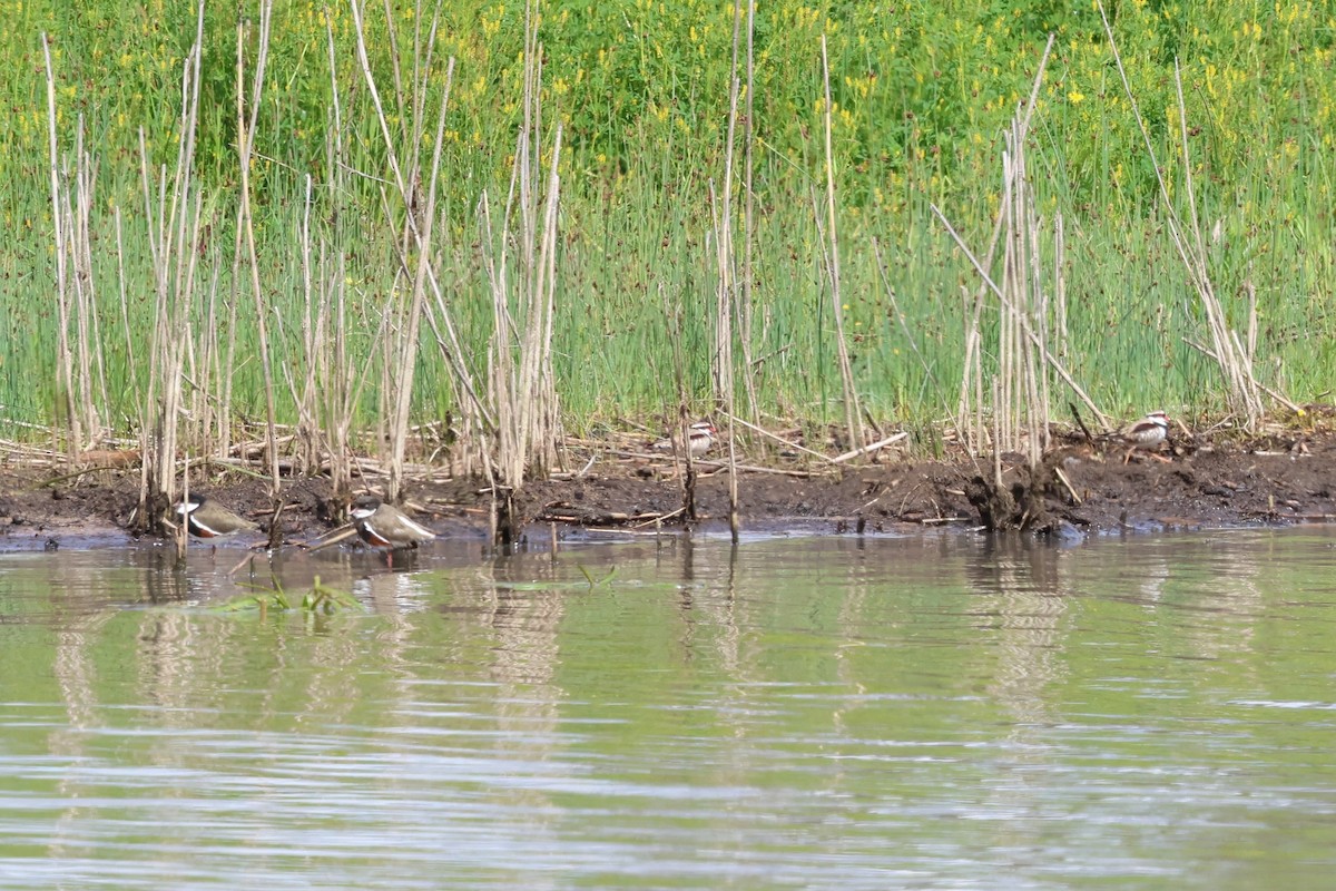 Red-kneed Dotterel - ML647067179