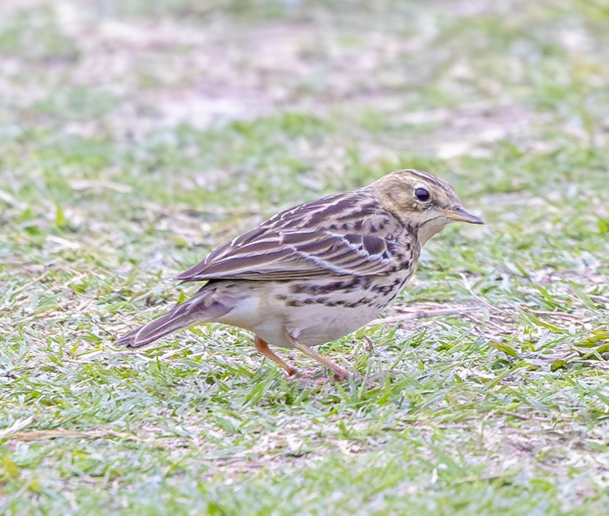 Red-throated Pipit - ML647067184