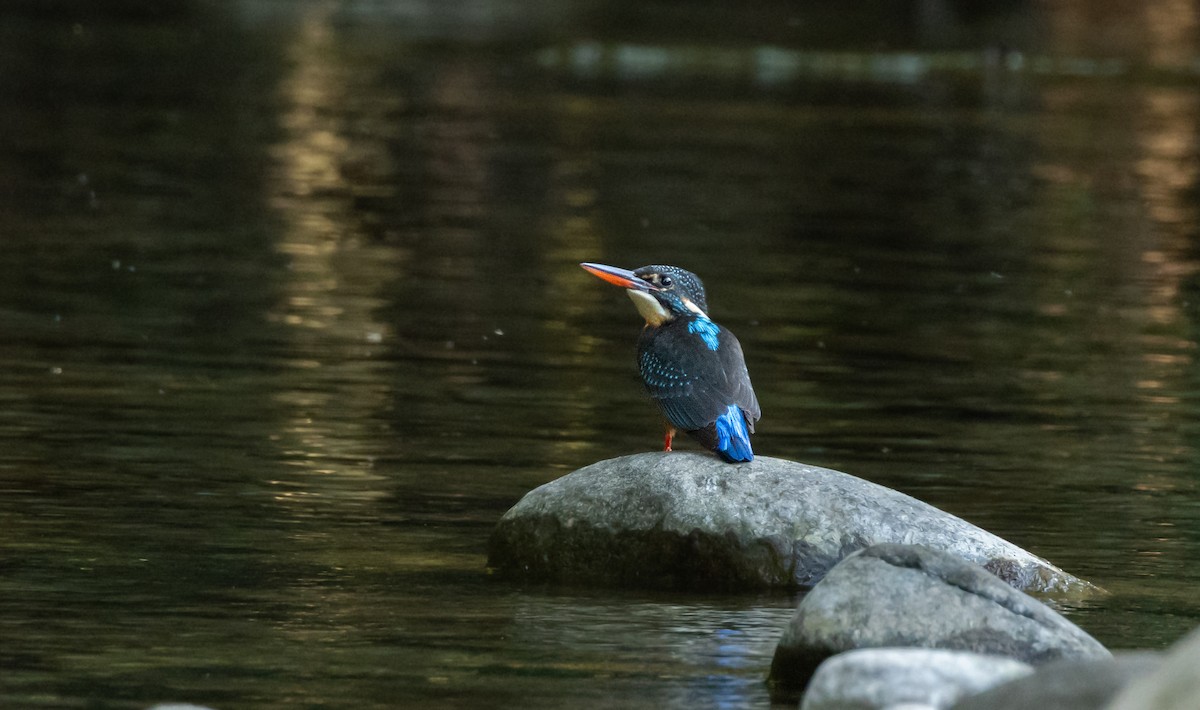 Blyth's Kingfisher - ML647067189
