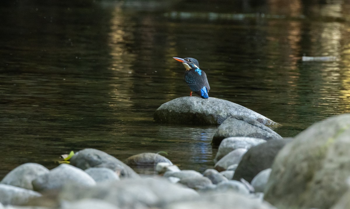 Blyth's Kingfisher - ML647067190