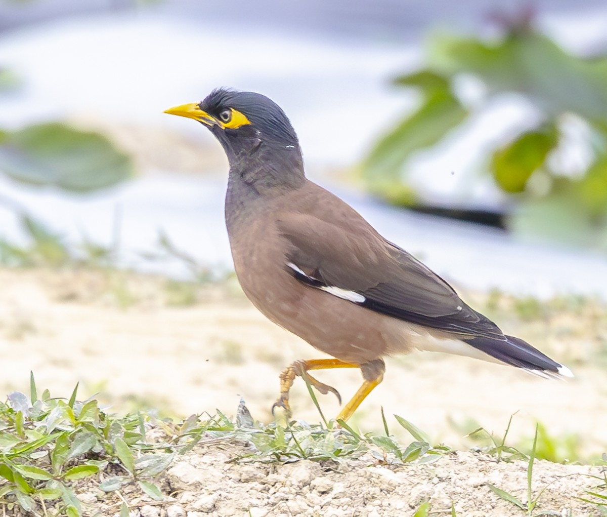 Common Myna - ML647067194
