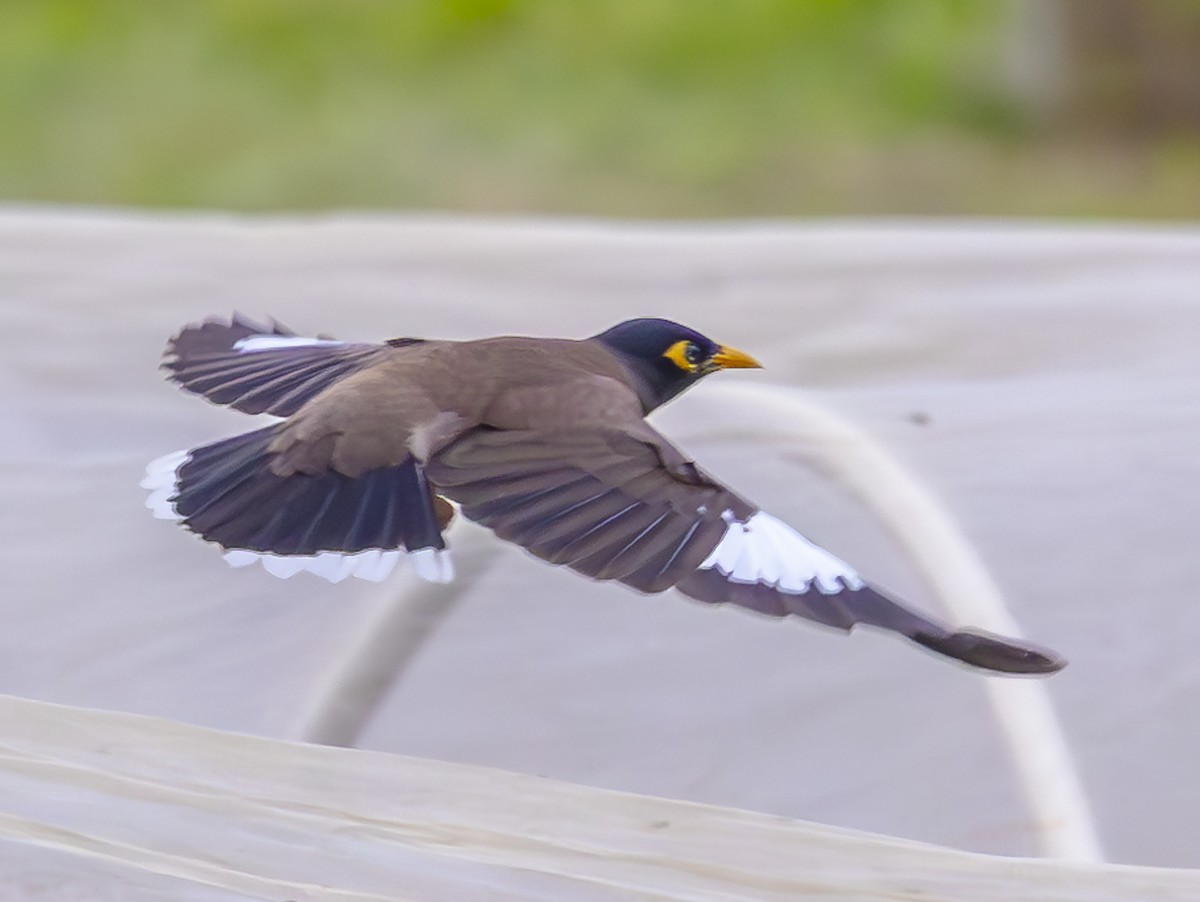 Common Myna - ML647067201