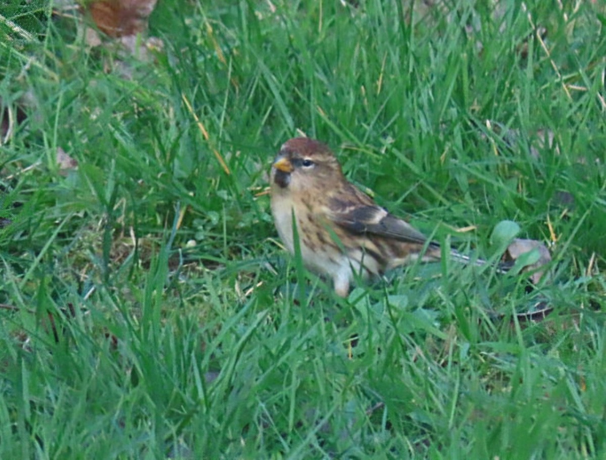 Redpoll - ML647067202