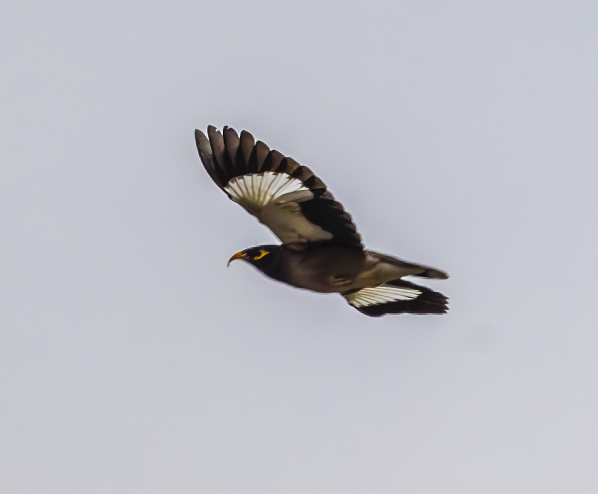 Common Myna - ML647067203