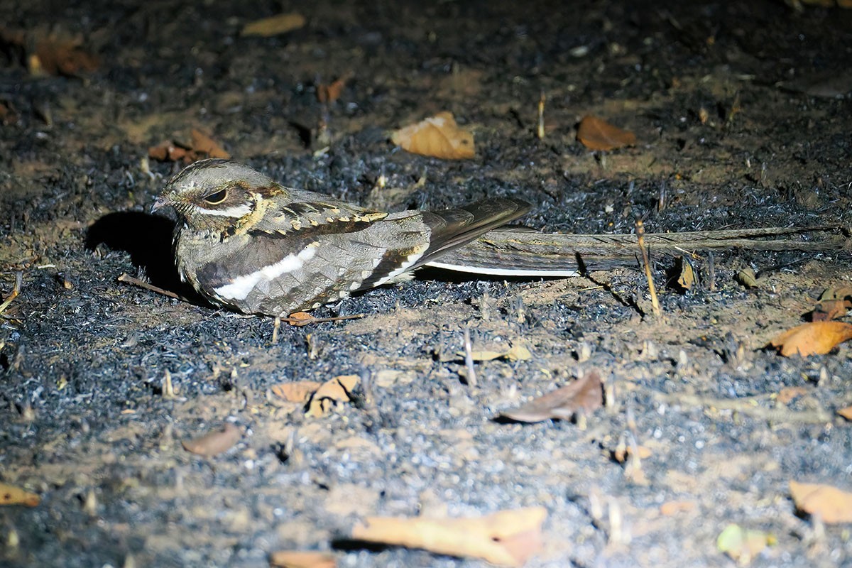 Long-tailed Nightjar - ML647067205